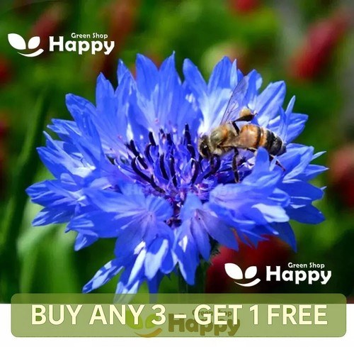 1100 seeds cornflower - -,