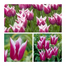 Claudia Tulips x 10 Flower Bulbs. Stunning and Unusual Reddish-Purple Flowers