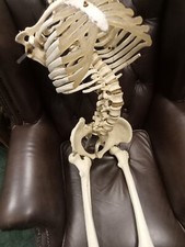 Mid century medical training - mid,