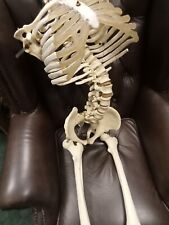 Mid Century Medical Training Skeleton