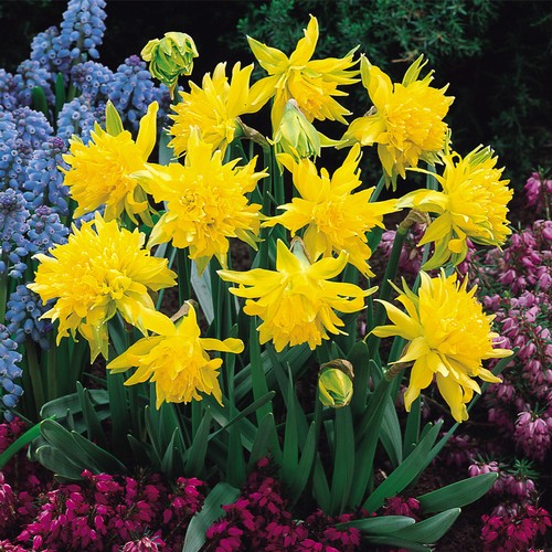 Mini daffodil rip van winkle - van,