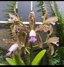 Cattleya Guttata Var. Coerulea
