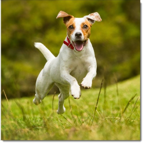 Doodlecards dog birthday card - doodlecards,