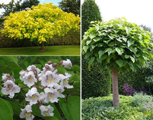 Indian bean tree catalpa - indian,