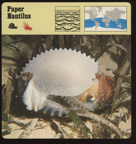Paper nautilus safari cards - paper,