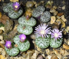 Conophytum obcordellum