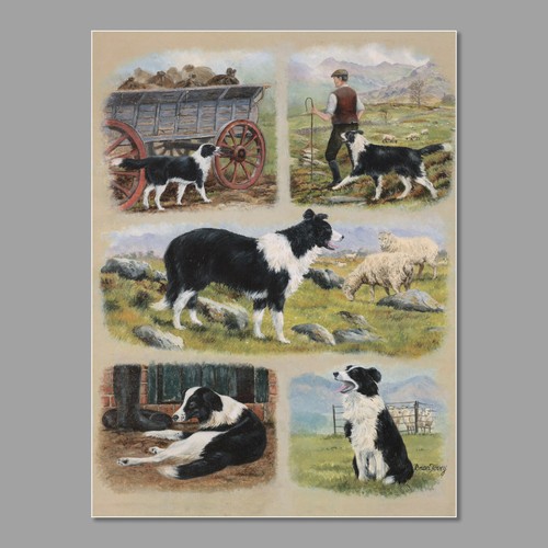 Border collie work dog - work,
