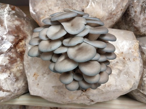 Blue oyster mushroom - blue, liquid