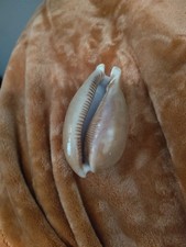 Cowrie shell large 4 x 2”