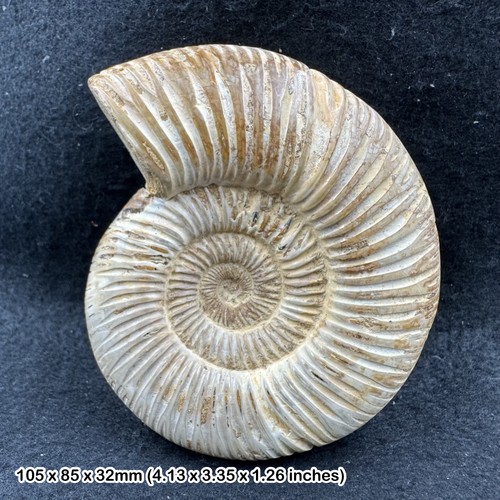 Rare perisphinctes ammonite