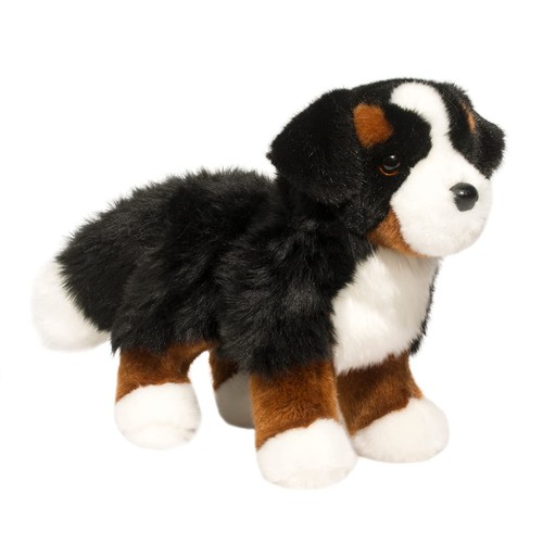 Douglas stevie bernese - douglas,