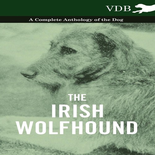 The irish wolfhound a - the,