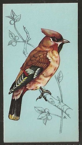 Tetley british birds - (tea)-british,