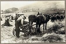 Farming In The Scottish