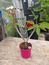Plumeria Rubra 13