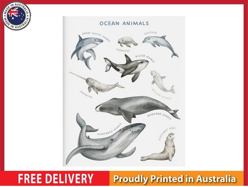 New ocean animals - ocean,