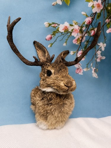 Jackalope taxidermy shoulder - jackalope,