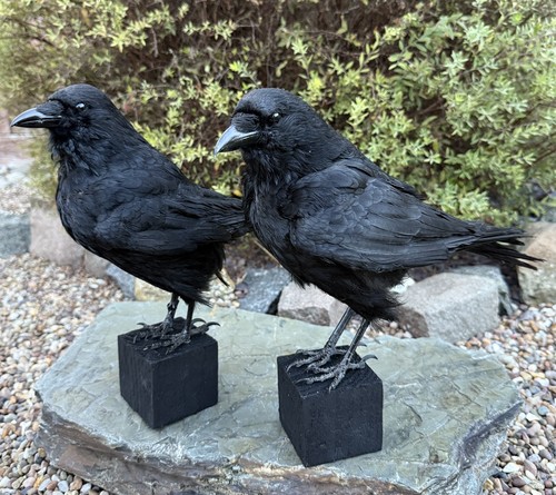 Taxidermy crow not raven - not,