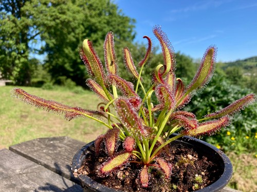 Live drosera capensis - capensis, baine's