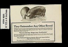 1921 Duroc-Jersey Hogs Pigs