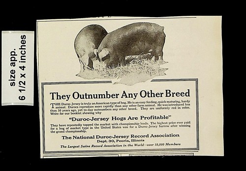 1921 duroc jersey hogs pigs - hogs,