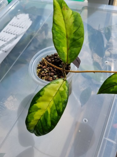 Hoya ladia galaska nodes as - galaska,