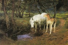 New Forest Ponies Drinking
