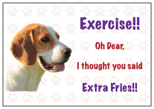 Funny beagle dog - dog, car