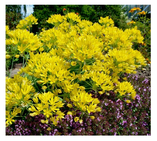 100x yellow allium - allium, summer