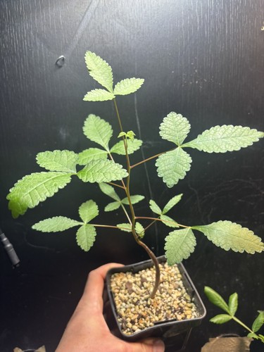 Last one rare bursera - one!,