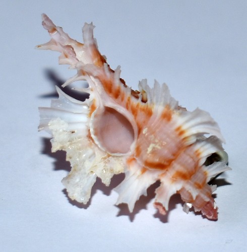 Sea shell shells muricidae - -,