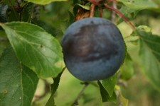 Dwarf Plum 'Black Prince'