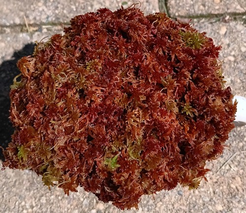 Live sphagnum moss - sphagnum, red