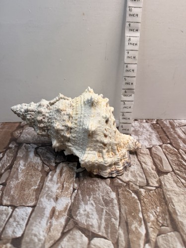 Large natural frog shell - large,