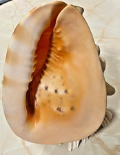 Vintage Giant Horned Queen