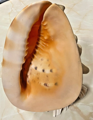 Vintage giant horned queen - horned,