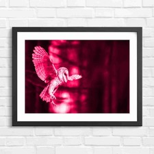 Flying Barn Owl Night Forest