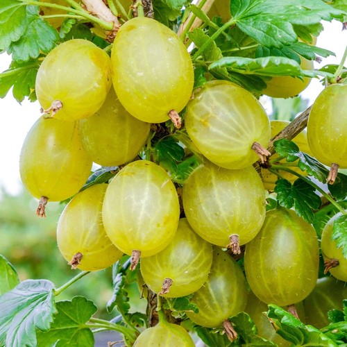 Organic gooseberry ribes - gooseberry,