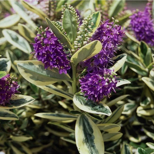 Variegated evergreen hebe - variegated,