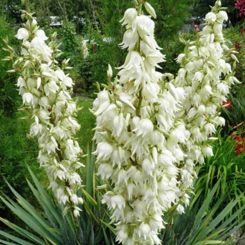Yucca filamentosa adam s - yucca,