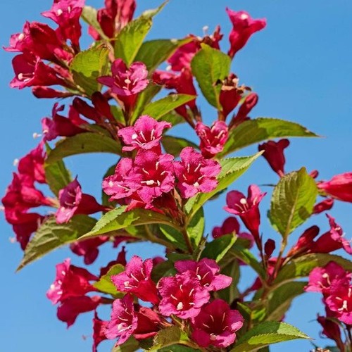 20cm weigela bristol ruby - 20cm,