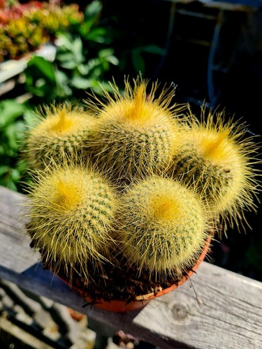 Parodia leninghausii the - parodia, |