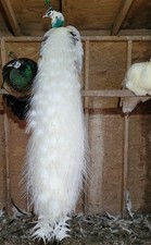 Peacock Hatching EGGS PRESALE
