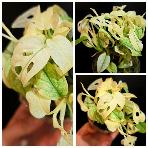 Variegated monstera adansonii - monstera,