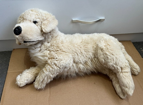 Golden yellow labrador - yellow,