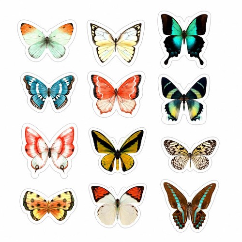 For birds window clings - for,