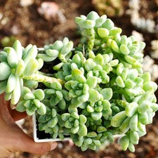 Exact Plant - Sedum Clavatum 20cm BIG Cluster, Fragrant Clustering Succulent
