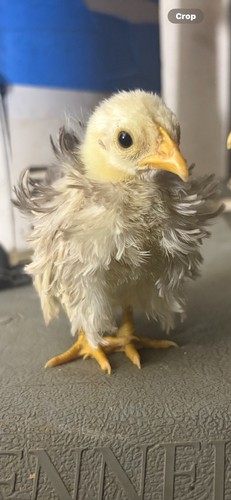 Serama hatching eggs exotic - serama,