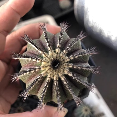 4cm succulent cactus plant - 4cm,
