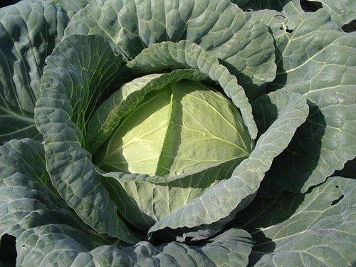 Cabbage brunswick plant plugs - cabbage,